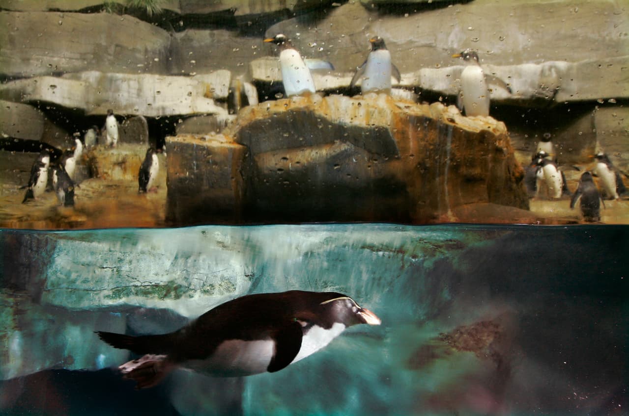 <b>Acuario Shedd:</b> Los días de descuento para residentes de Illinois ofrecen admisión general gratuita para los residentes de Illinois con identificación. Los próximos días libres para los residentes de Illinois son: 4 de diciembre.