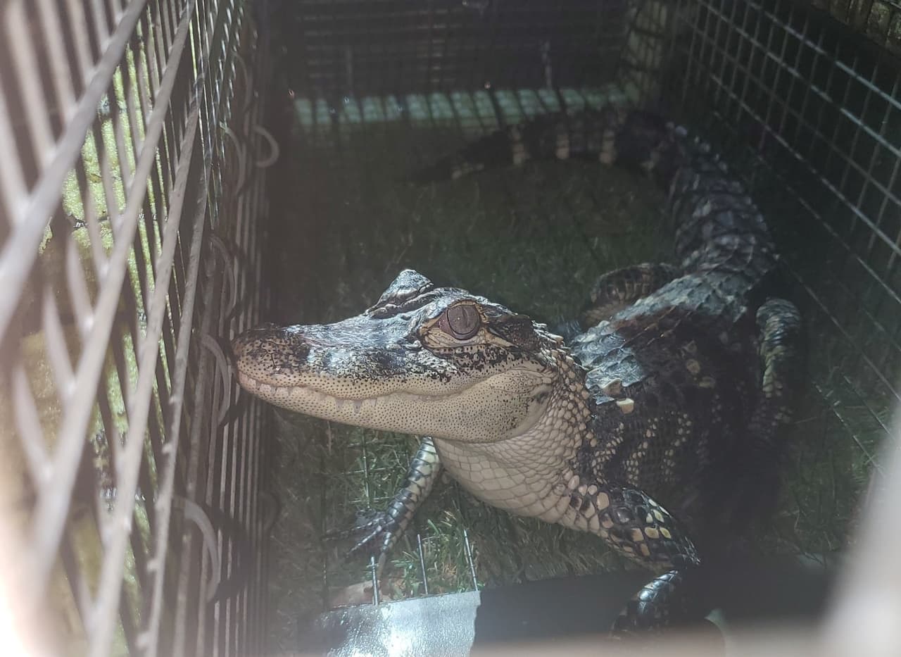 Capturan sano y salvo a “Alex el caimán” que había sido visto en el Lago Lynwood