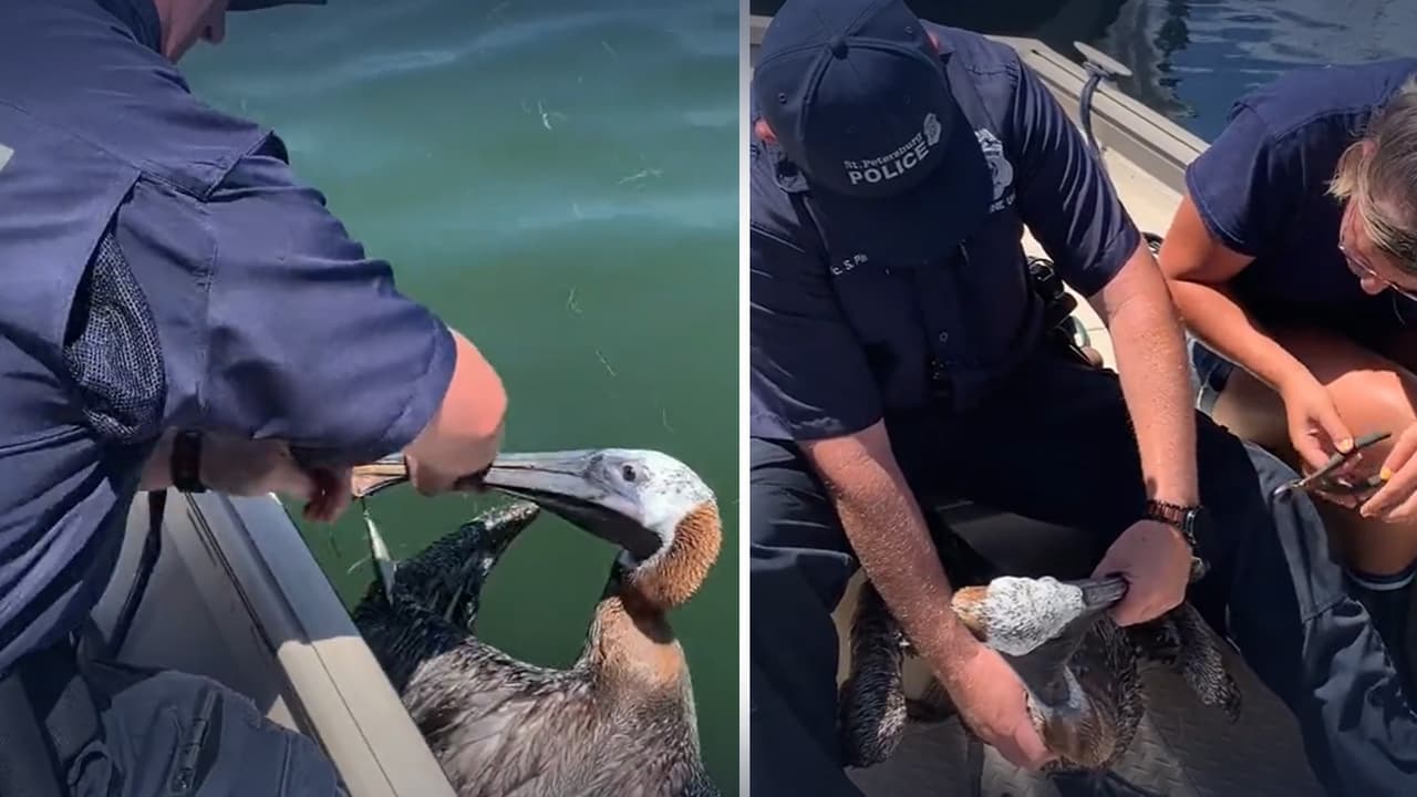Rescatan a pelícano en peligro: así es como oficiales lo liberaron entre anzuelos y líneas de pesca en Tampa Bay