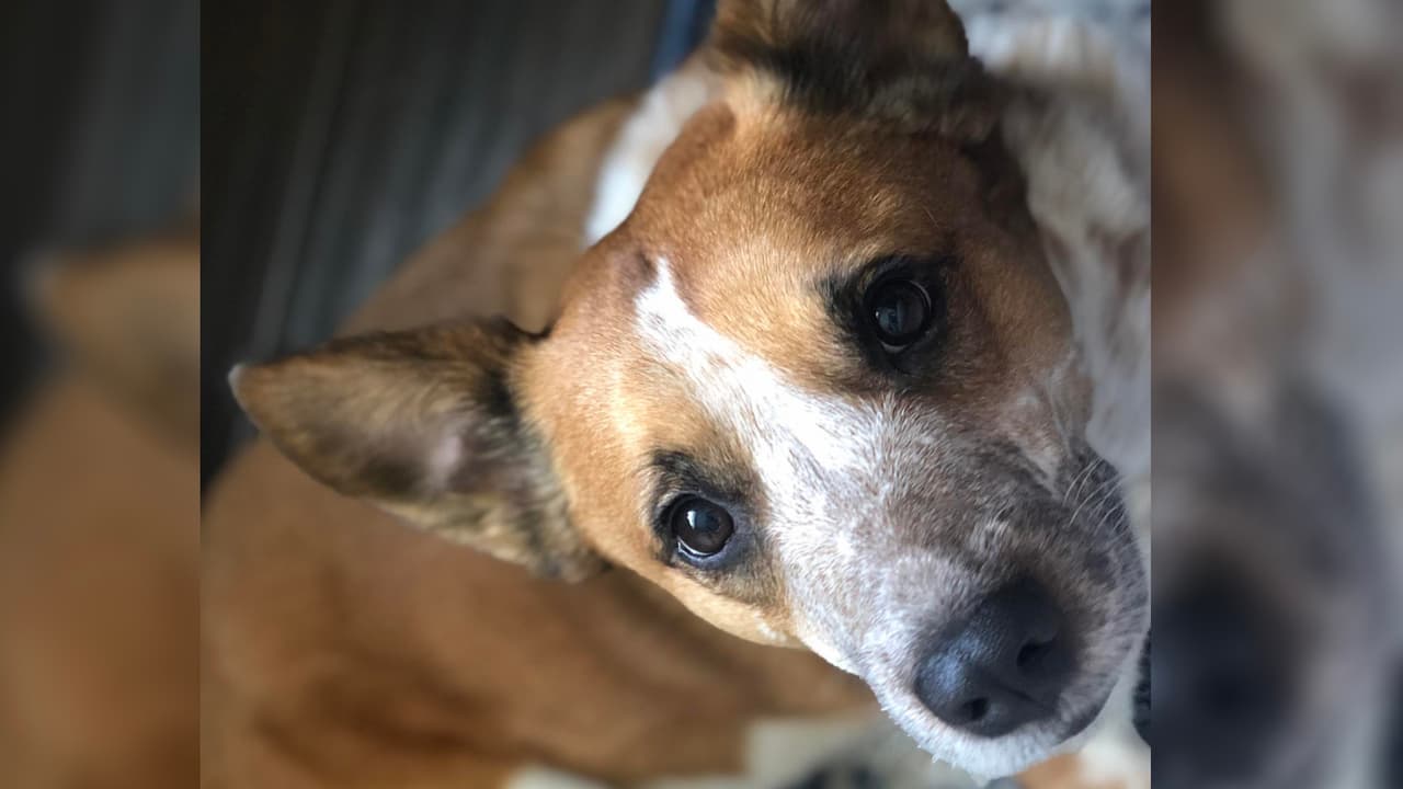 Todos los perros se entregan 
<b>esterilizados o castrados, con sus vacunas al día y microchip</b>. Aquellos que sufran de 
<i>“heartworm”</i> (parásito transmitido a los perros por mosquitos) recibirán tratamiento después de su adopción. Kipper es una Collie de siete años a quien le encanta jugar. Su ID es A0972496.