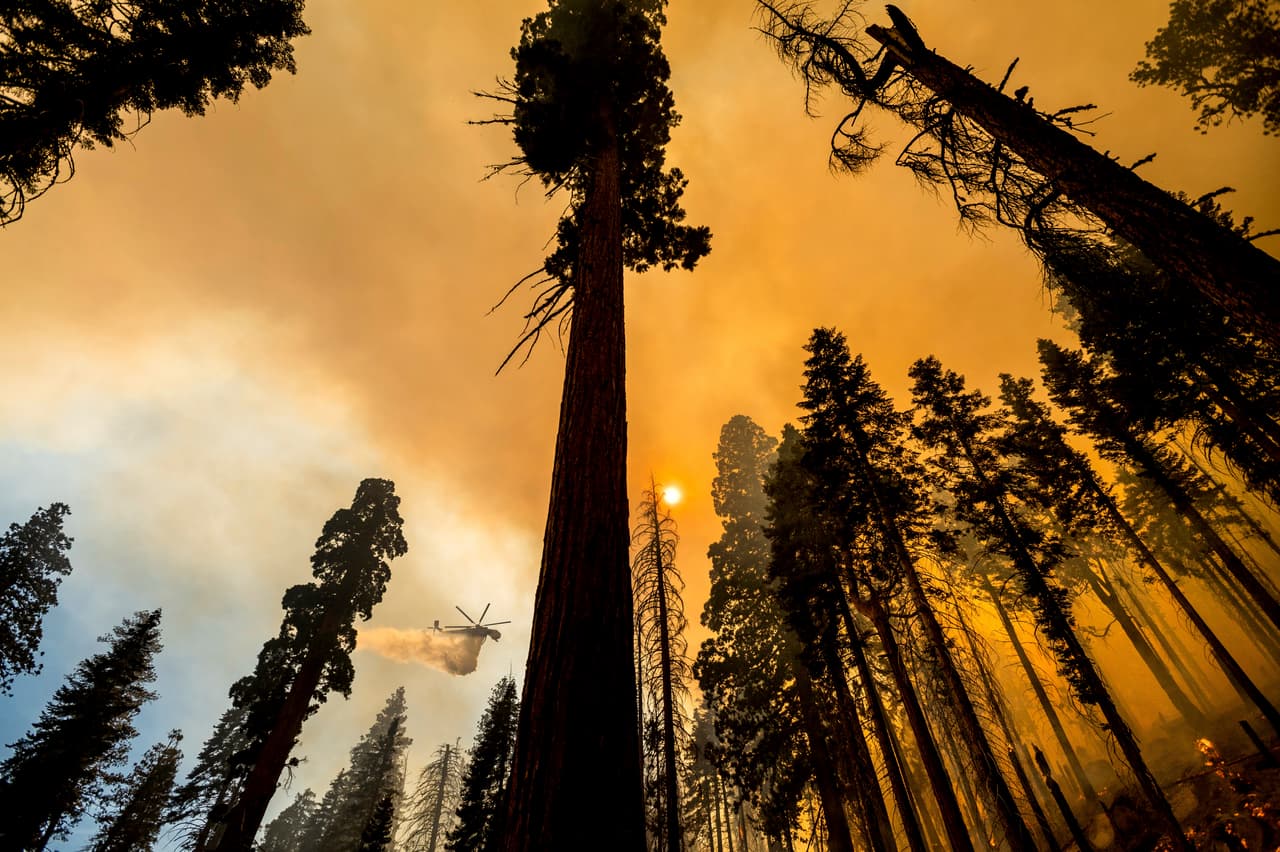 Las autoridades informaron este lunes que cuatro de las secuoyas gigantes, no resultaron dañadas 
<a href="https://www.univision.com/temas/incendios">por el fuego</a> en el Parque Nacional Sequoia de California, donde habitan algunas con más de 2,000 años de vida y que llegan a alcanzar los 70 metros de altura.