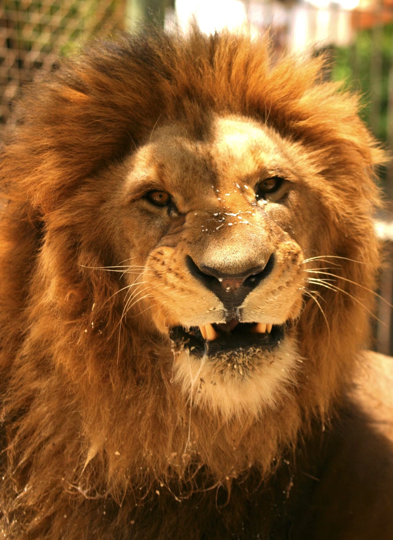 ¿Quién dijo que el 'Rey de la Selva' siempre está serio?