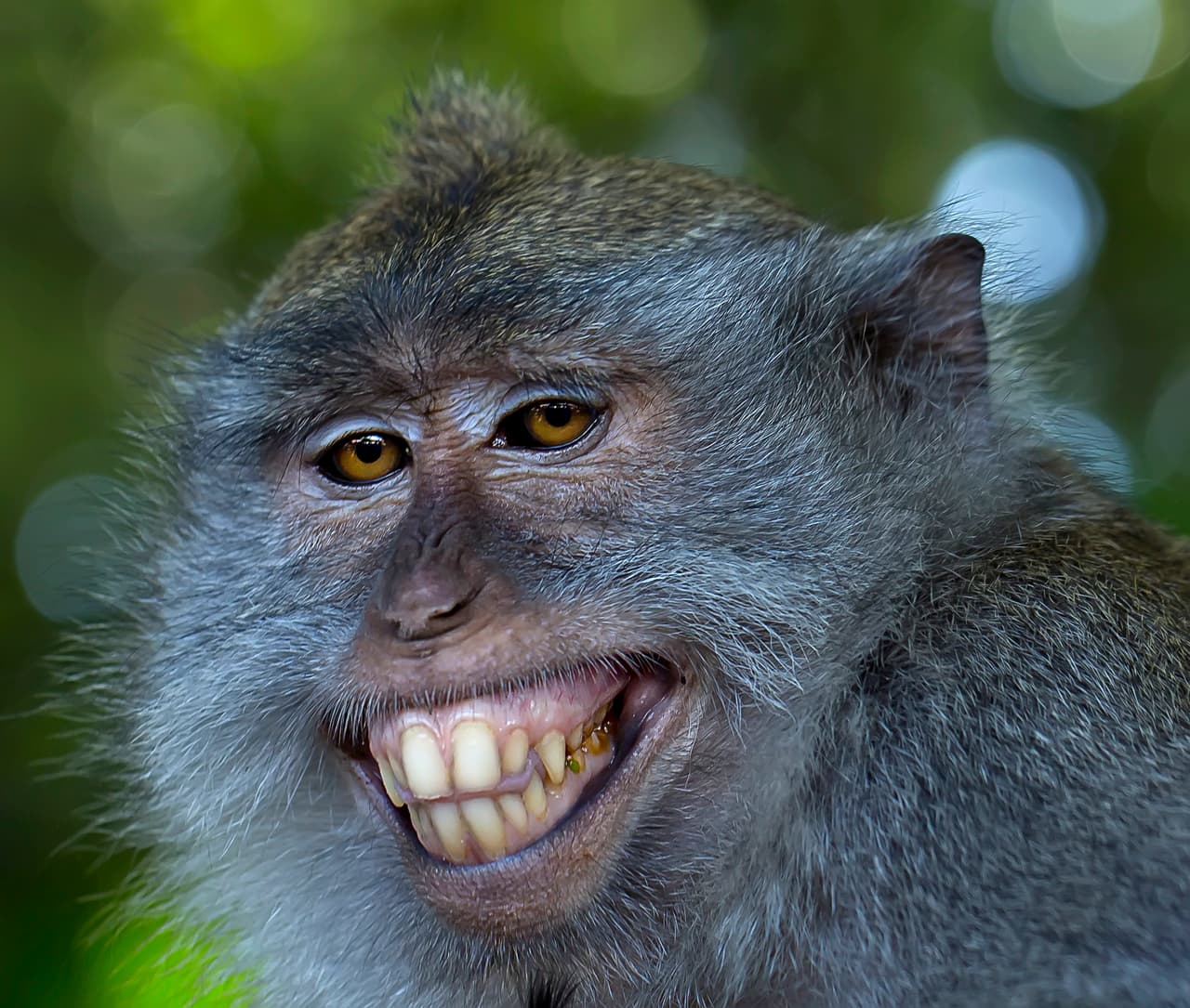 Este chango sabe que puede conquistar a quien sea con esa dentadura.