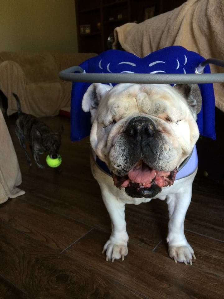 ¿No es adorable? Rose te manda una sonrisa hasta donde te encuentres.