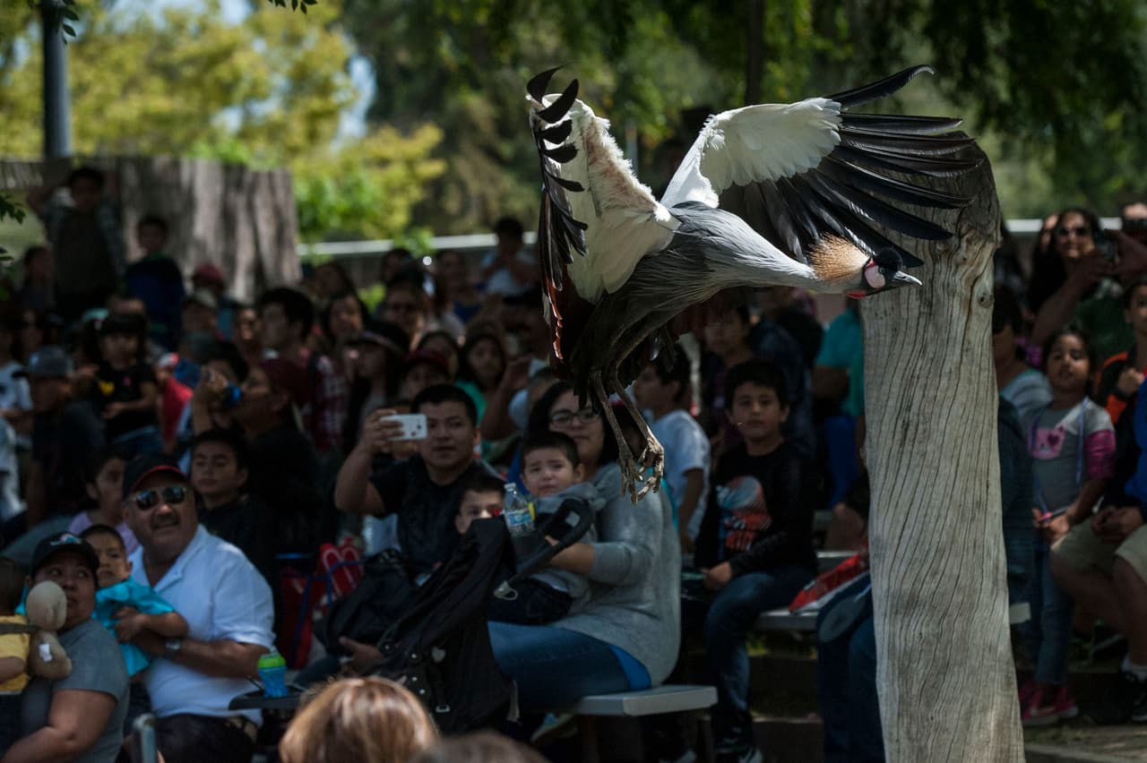 El show de aves fue uno de los favoritos durante el Festival de los Niños 2017