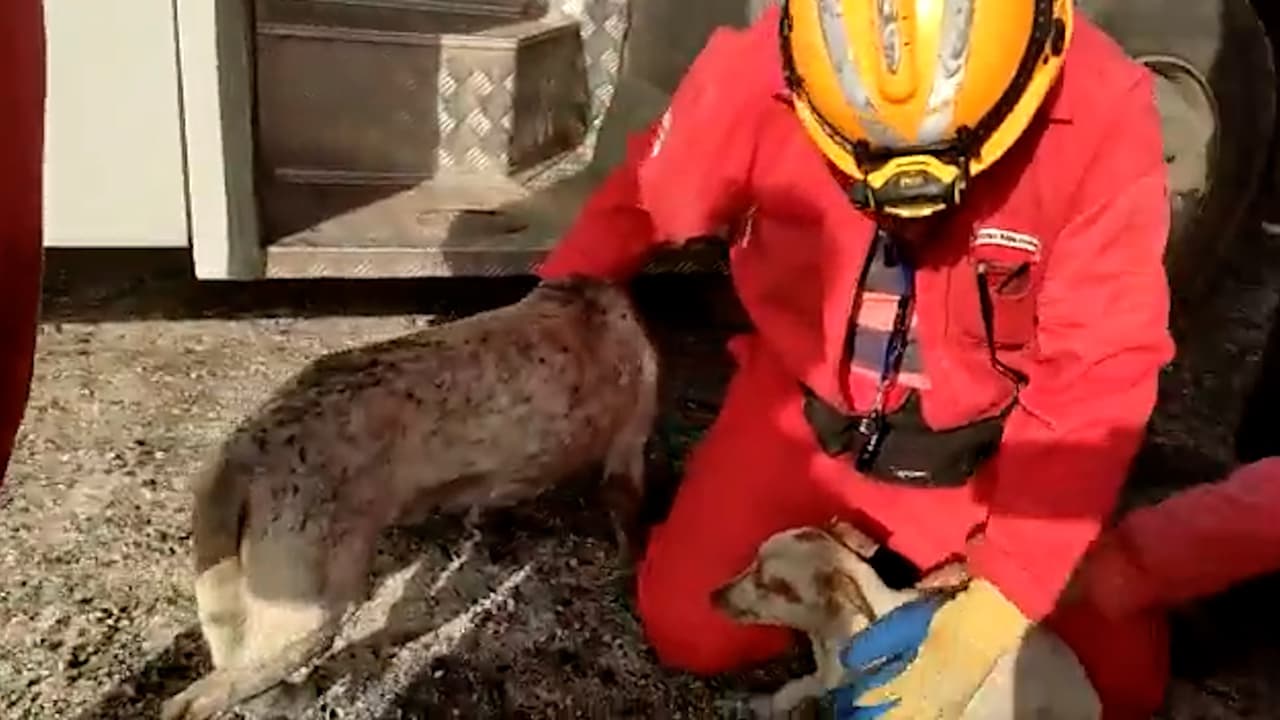 Rescatistas de la Cruz Roja en Cuba, encontraron con vida a tres perritos en 
<a href="https://www.univision.com/local/miami-wltv/el-incendio-ha-tomado-mayor-magnitud-jefe-de-bomberos-de-cuba" target="_blank">el lugar del incendio en Matanzas. </a>