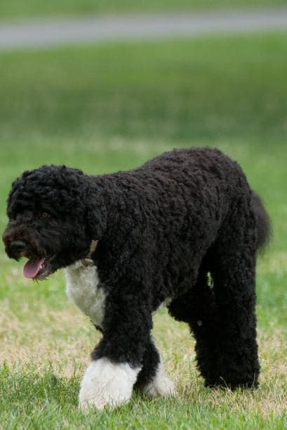 Y el pequeño Bo, la mascota de la familia Obama, no parece ser la excepción.