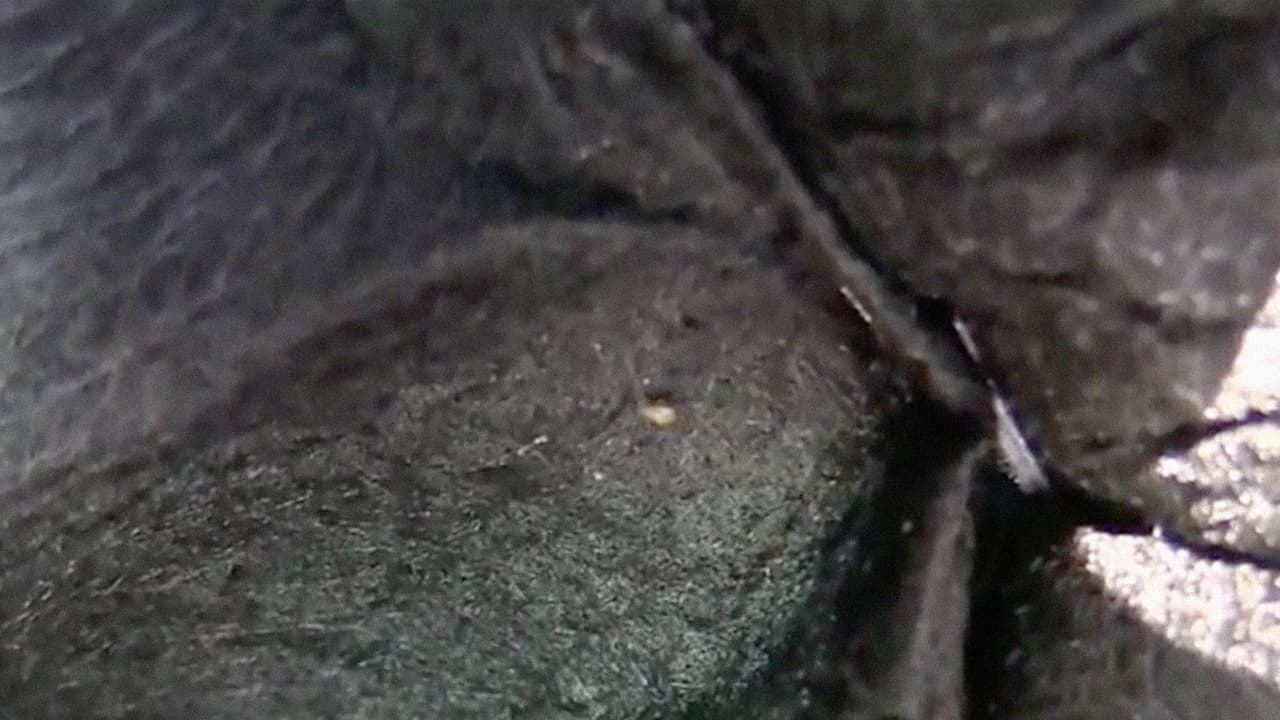 El sofá comprado por internet estaba lleno de chinches.