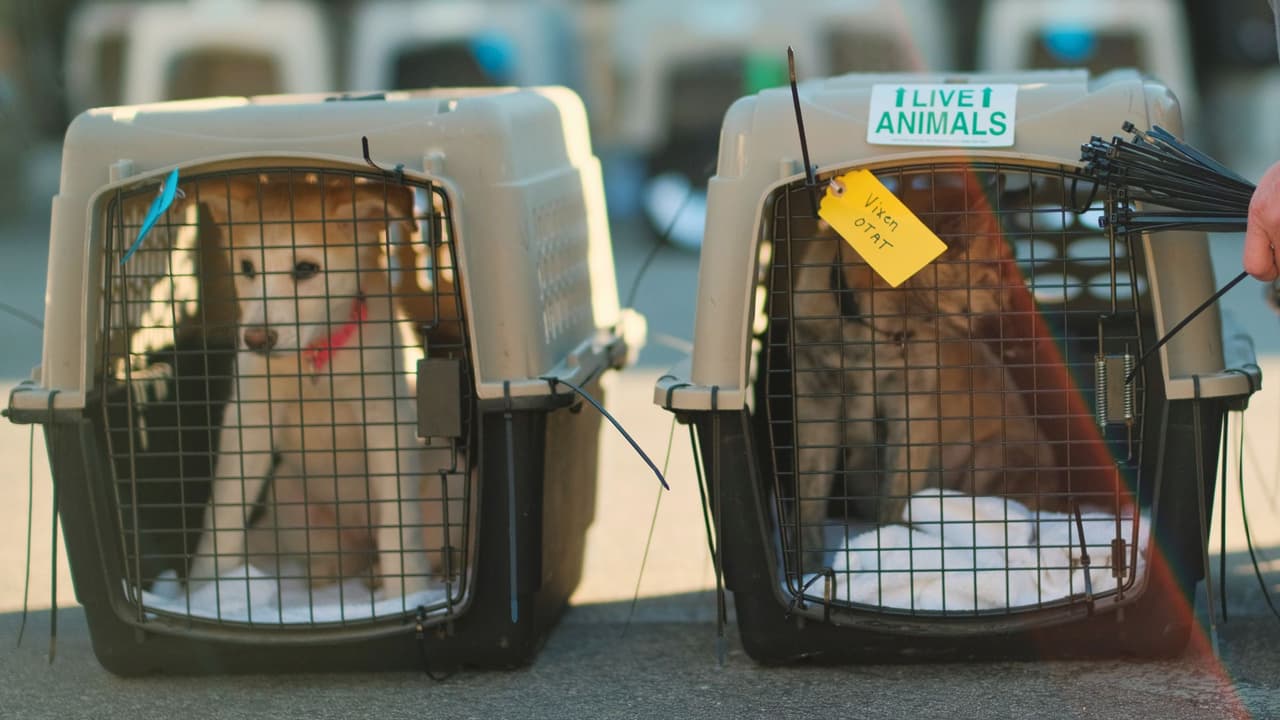 <b>🎁 Lo que se necesita</b>: Los artículos que más se necesitan son 
<b>comida para mascotas</b>,
<b>mantas</b>, y 
<b>camas para mascotas</b>. Si tienes estos productos, puedes dejarlos en cualquiera de las sedes de HSNT. 
<b>¡Tu apoyo es vital!</b>