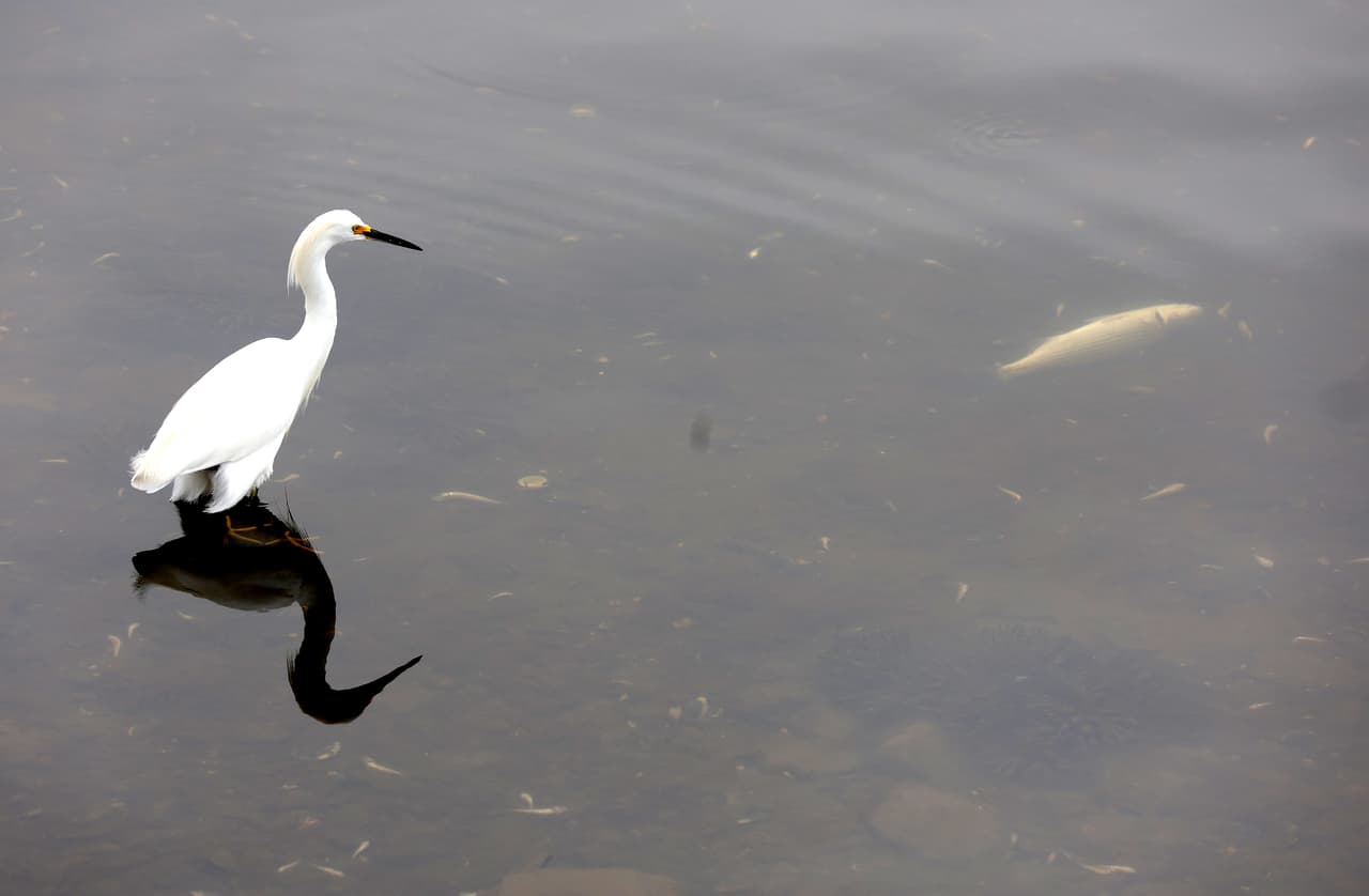 OAKLAND, CALIFORNIA - AUGUST 29: A bird approaches a dead fish floating in Lake Merritt on August 29, 2022 in Oakland, California. Tens of thousands of dead fish, including sharks, sturgeon, and large striped bass, are showing up on the shores of the San Francisco Bay and its waterways as a widespread algal bloom in the bay continues over one month after first being detected. The algae is not believed to be immediately harmful to humans but can be fatal to fish and some marine life if exposed to a high concentration. (Photo by Justin Sullivan/Getty Images)