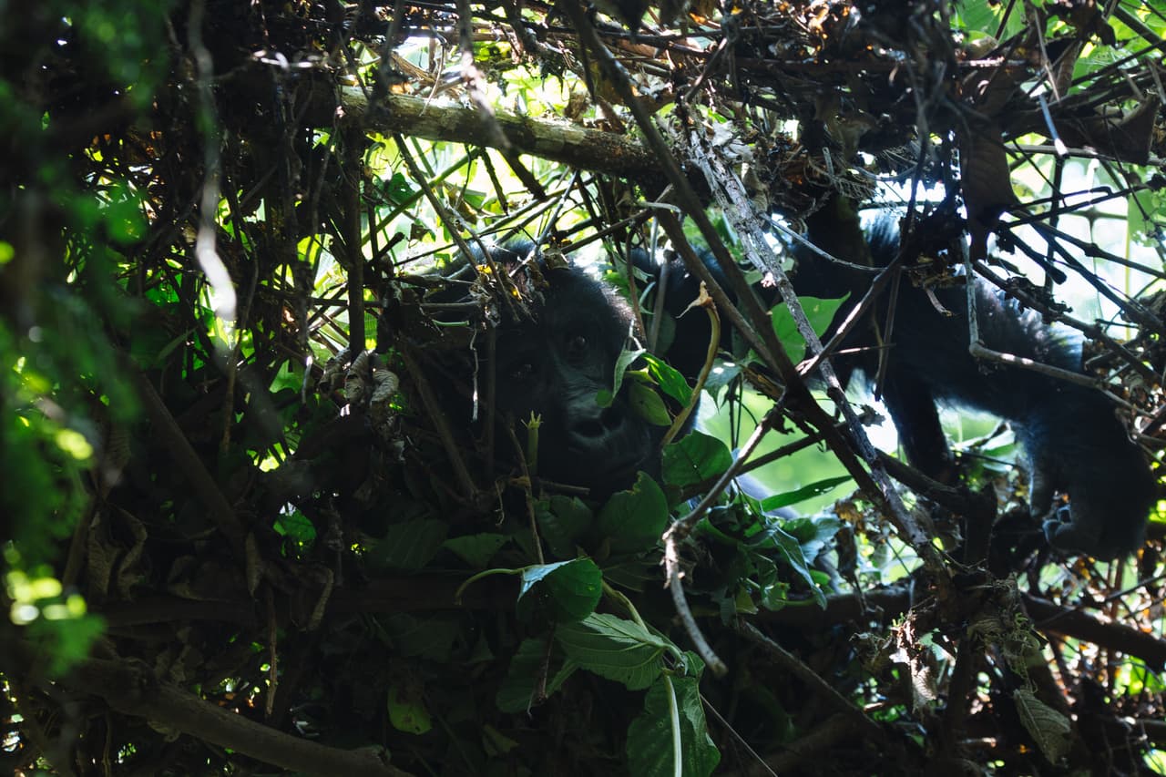 Un joven gorila espía a los visitantes desde entre las ramas. Algunos grupos familiares ya están adaptados a las visitas turísticas y ya no temen su presencia y acercamiento. Debido a nuestra cercanía genética, las enfermedades humanas son una gran amenaza para los gorilas. Por eso los turistas deben asegurarse de no estar enfermos al visitar y deben mantener su distancia.