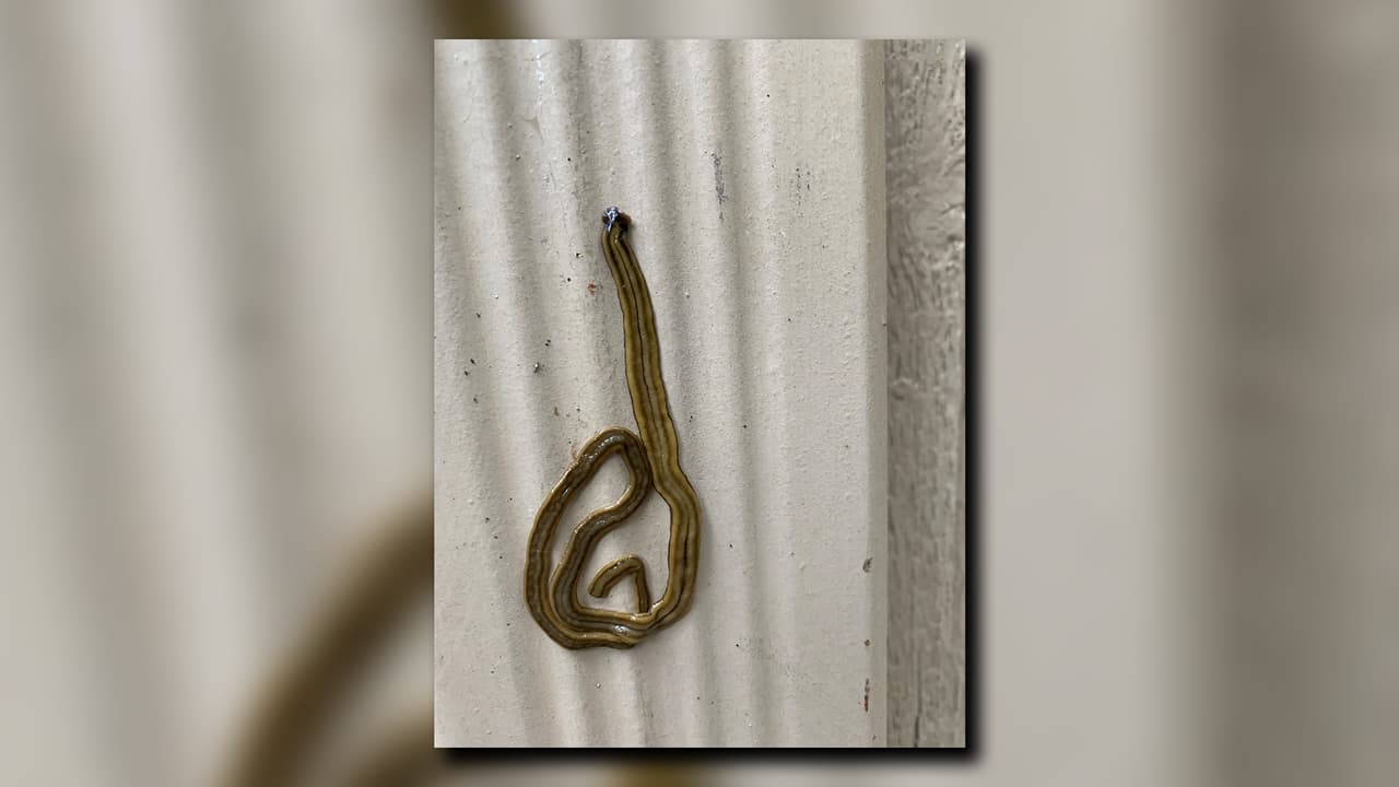 El gusano con forma de serpiente, que puede crecer hasta casi un pie de largo, recibe su nombre debido a su cabeza en forma de media luna.