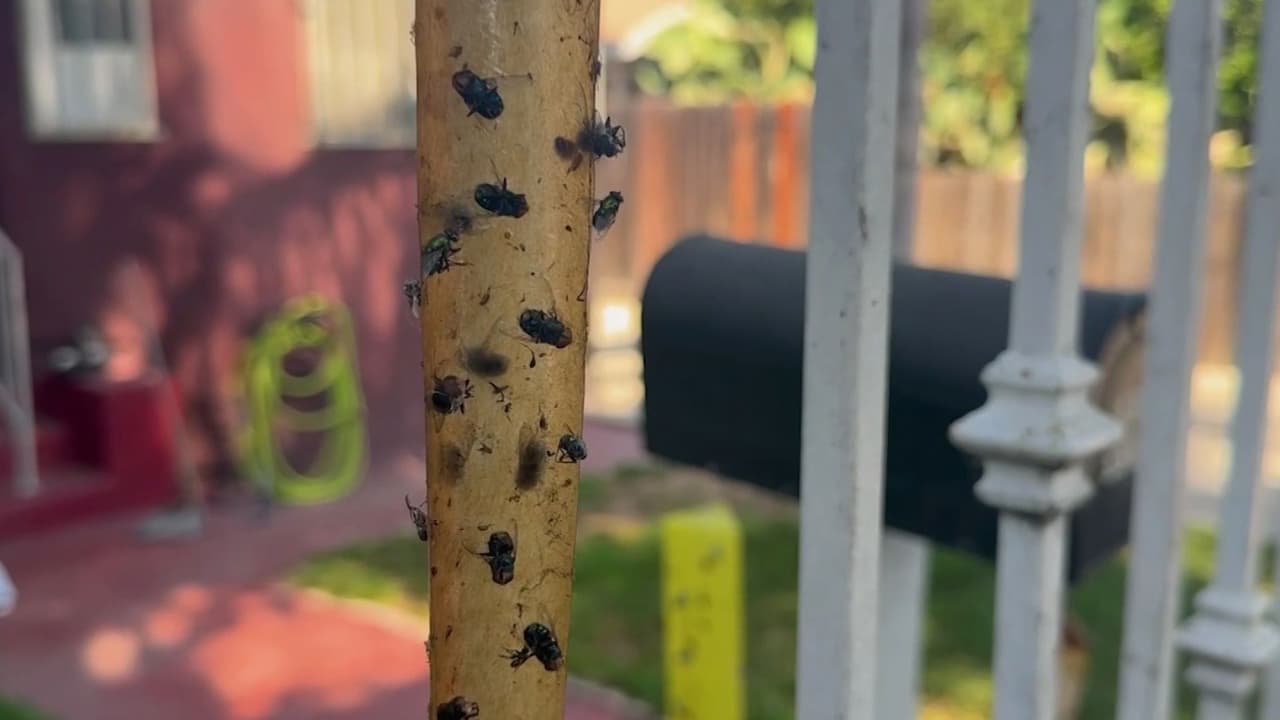 Habitantes lidian con ratas, moscas y fétidos olores a más de un mes del incendio en almacén de Boyle Heights