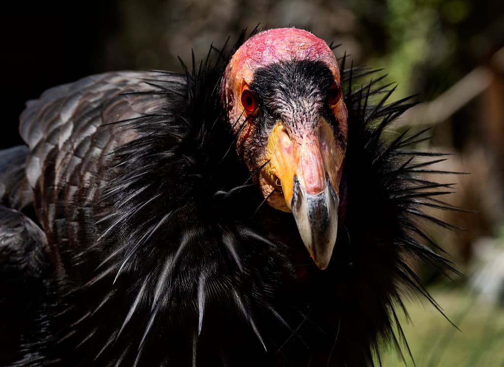 Antes de que cualquier cóndor de California reciba la vacuna contra la cepa H5N1, los resultados de un estudio piloto con buitres norteamericanos, una especie bastante similar, deben reflejar que no hay efectos adversos.