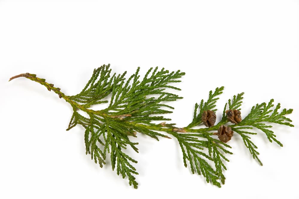 Necesitarás para el ritual una rama de cedro, la cual según su uso mágico, cura la tendencia a tener malos sueños.