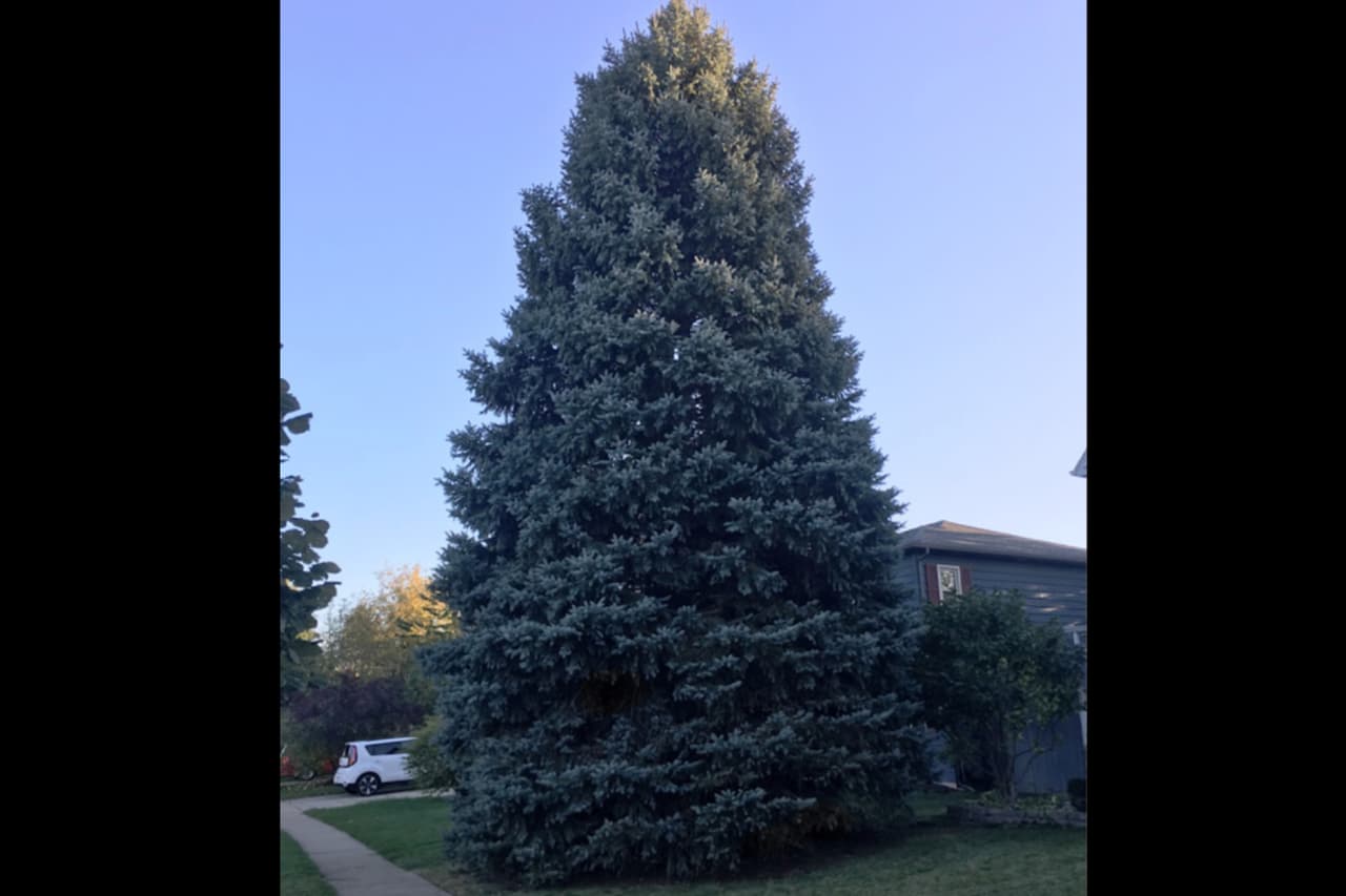 Este es el árbol navideño que adornará Millennium Park