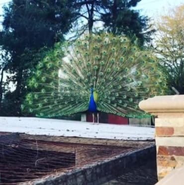 Otro que tiene exóticas mascotas es Larry Hernández, quien posee dos pavos reales de nombres 'Pánfilo' y 'Trujenia'.