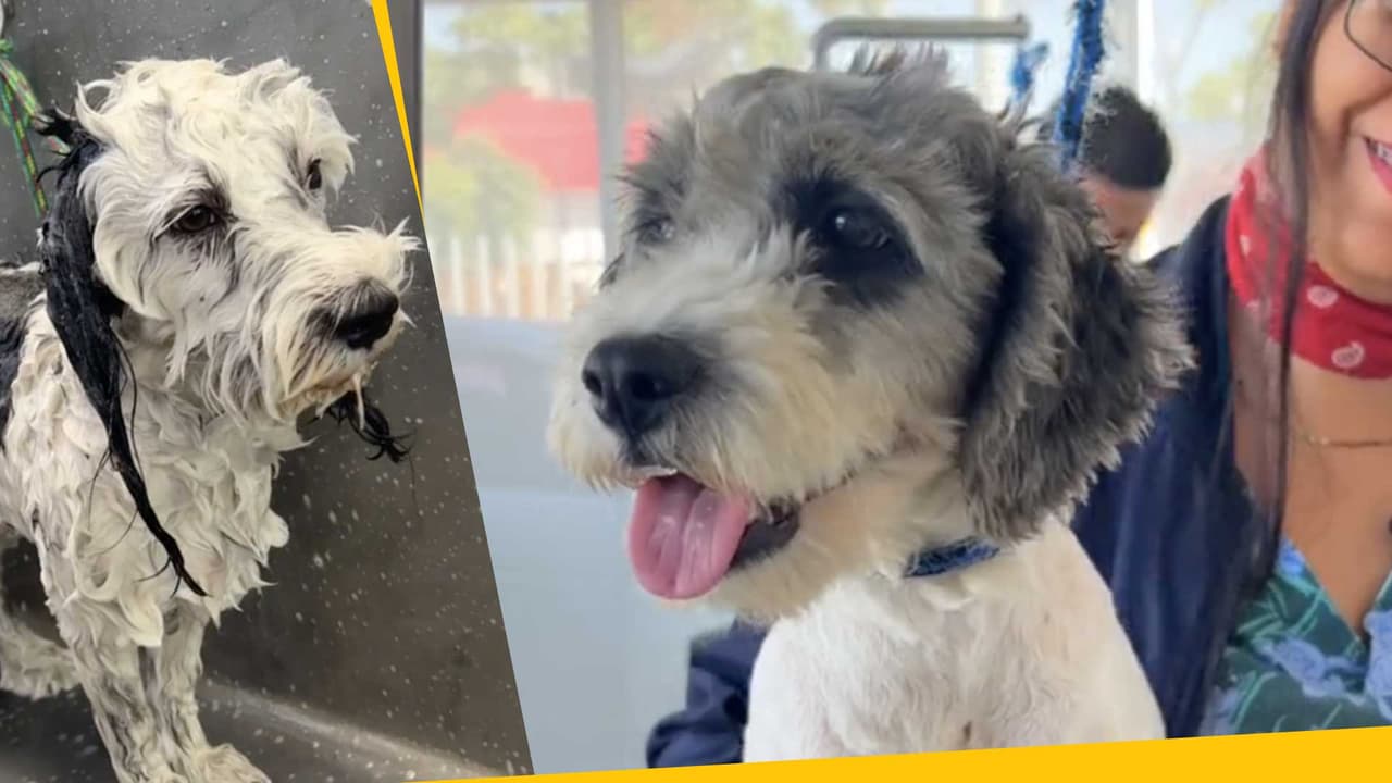 “Llegué de la barbería”: transformaciones de perritos luego de la estética en trend de TikTok