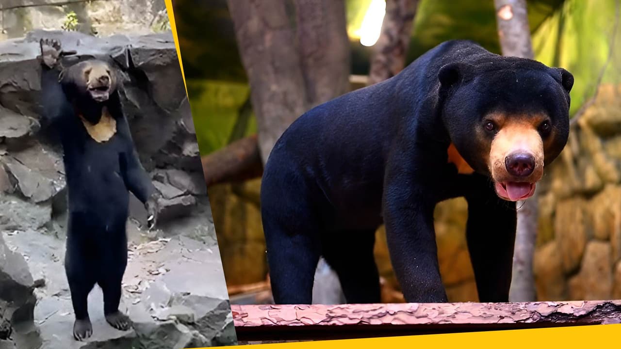 ¿Es un oso o una persona disfrazada? La extraña criatura que causó polémica en las redes