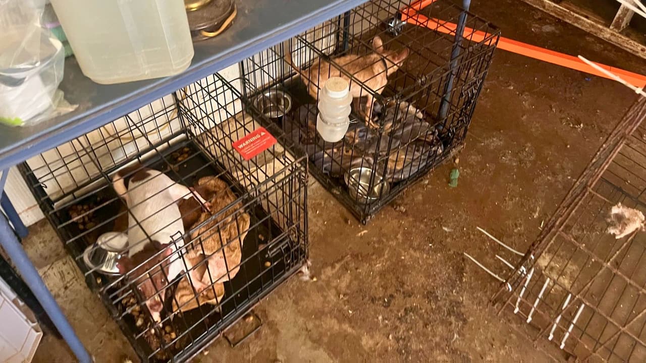 Las autoridades revelaron fotos que muestran a los perros encerrados en jaulas sucias e insalubres.