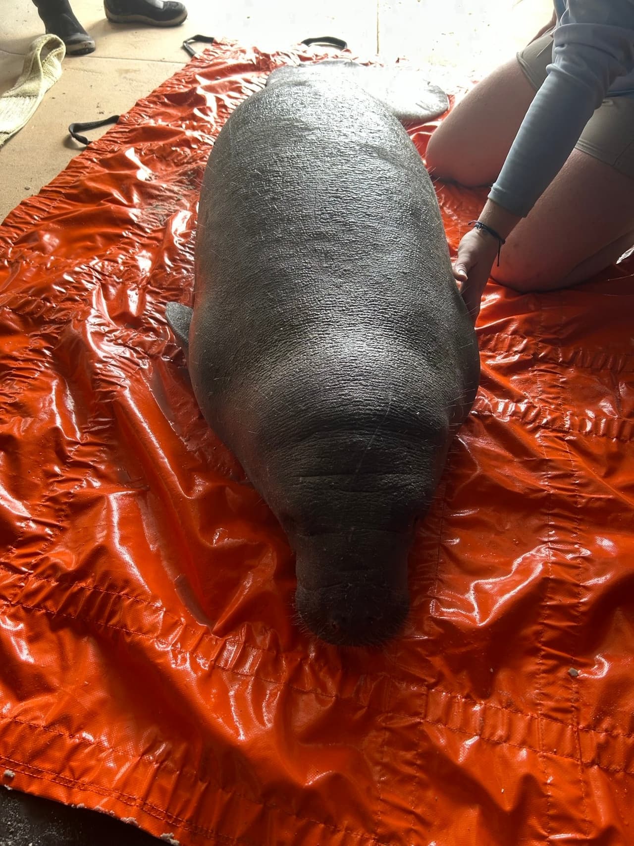 La pérdida de hábitat y los cambios climáticos representan riesgos para los manatíes, lo que hace crucial la labor de rescate y rehabilitación.