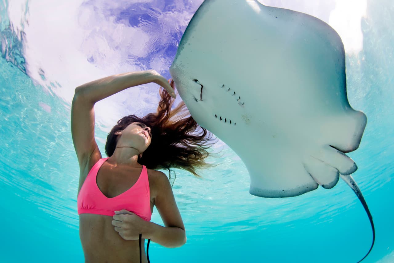 Dos especies de estas criaturas marinas poseen aguijones venenosos en su cola, de acuerdo a su longitud.