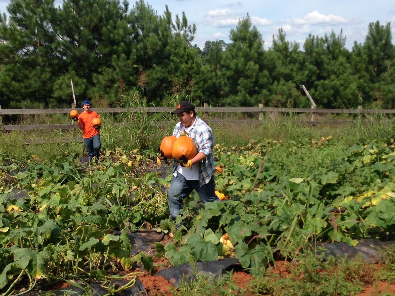 <b><a href="https://huckleberrytrailfarm.com/">Huckleberry Trail Farm (Siler City)</a></b>. Ubicada entre Pittsboro y Siler City, y cerca de Chapel Hill, Durham y Greensboro, Huckleberry Trail Farm es un hermoso lugar para escapar de la ciudad y pasar una tarde de otoño en el campo. Durante el mes de octubre, su festival de otoño presenta un laberinto de maíz, un paseo en carruaje tirado por un tractor y un huerto de calabazas donde no solo puedes elegir las tuyas, sino que incluso puedes cortarlas directamente. También tienen muchos juegos, un mini-laberinto para los niños y un campo de algodón.
<br>
<br>
<b><a href="https://goo.gl/maps/uxkH1x8JwU43eeMh8">Cómo llegar</a></b>