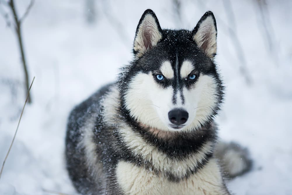 <b>ESCORPIÓN: Husky Siberiano</b>
<br>Suelen ser personas con un carácter fuerte, su actitud intimida a los demás y tiene una presencia imponente. Justo como esta raza que con sólo ver su mirada es capaz de producir miedo a quien esté a su alrededor. Pero en realidad, son perros muy amigables y cariñosos.
