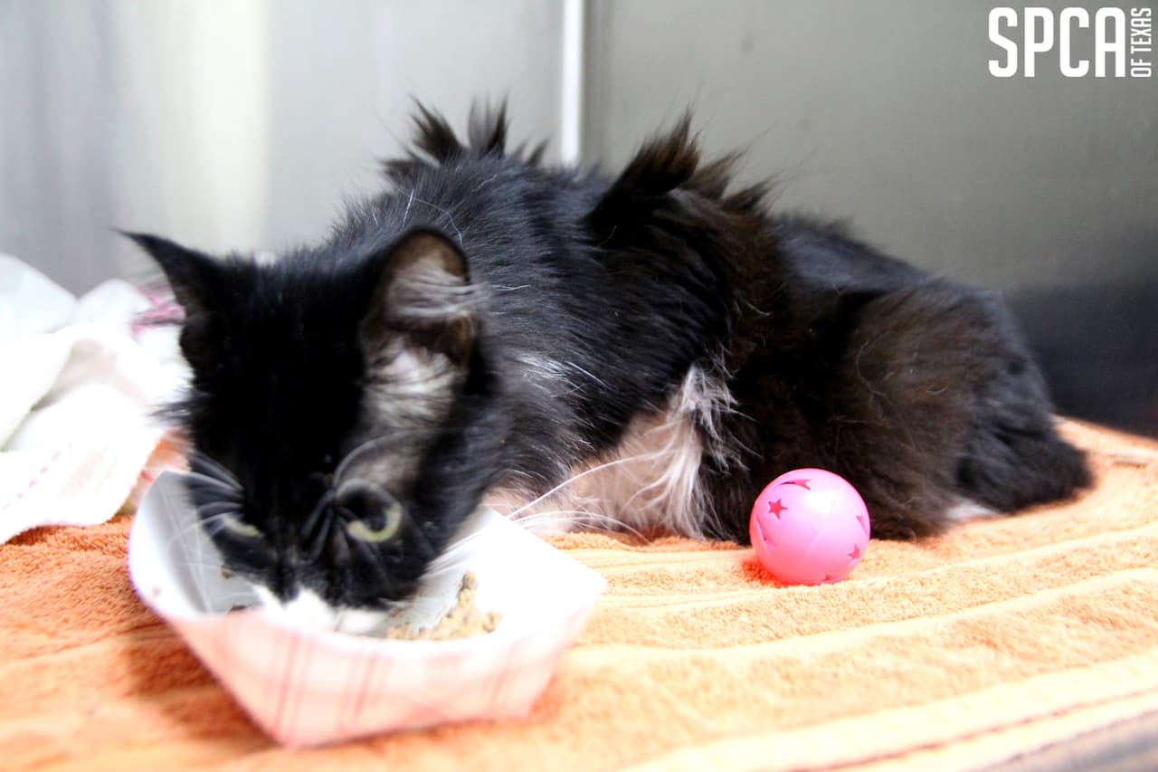 Algunos gatitos se encontraban algo frágiles por el tiempo que llevaban sin comer.