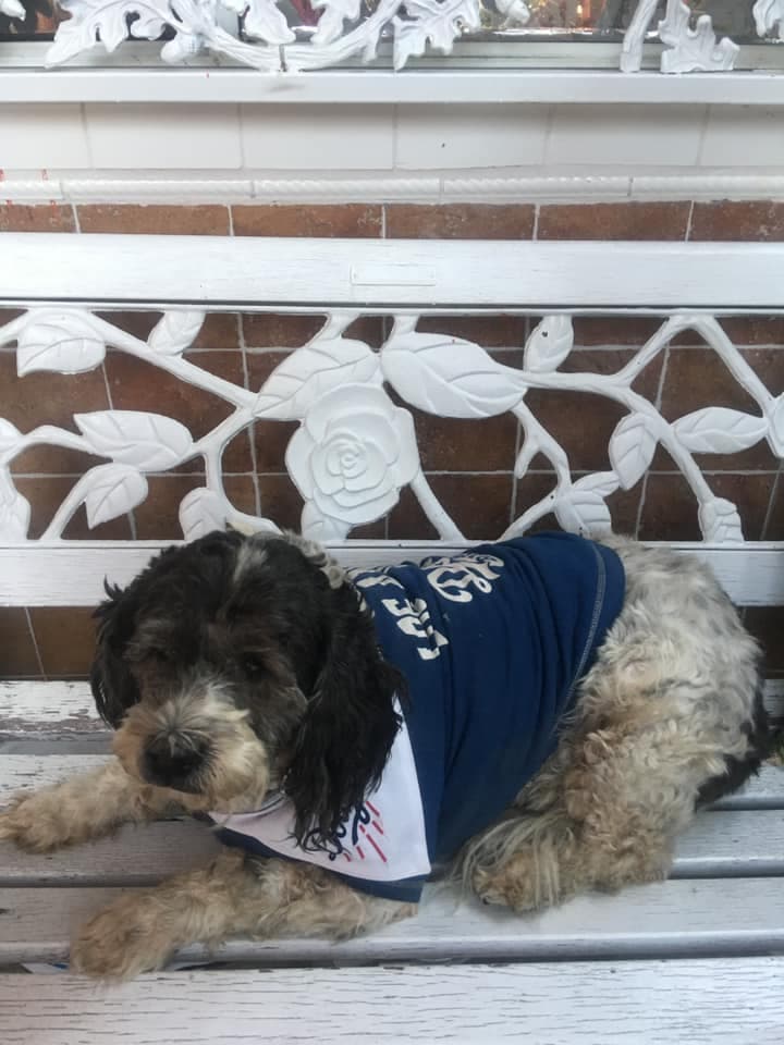 "Mi mascota June es muy querida en toda la cuadra de mi casa. Le dicen la borreguita, es bella mi peludita saludos love you" - Elena Diaz