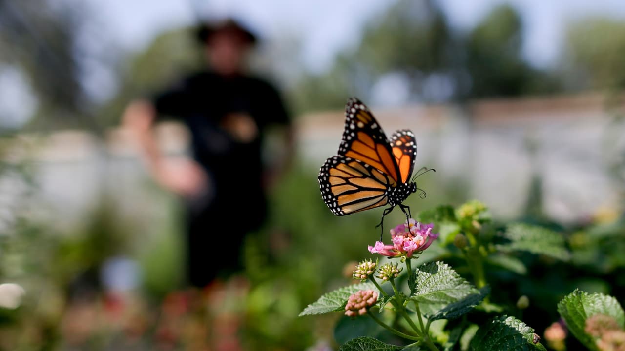 De 4 millones a 29,000: científicos en alerta por la baja migración de mariposas monarca a California