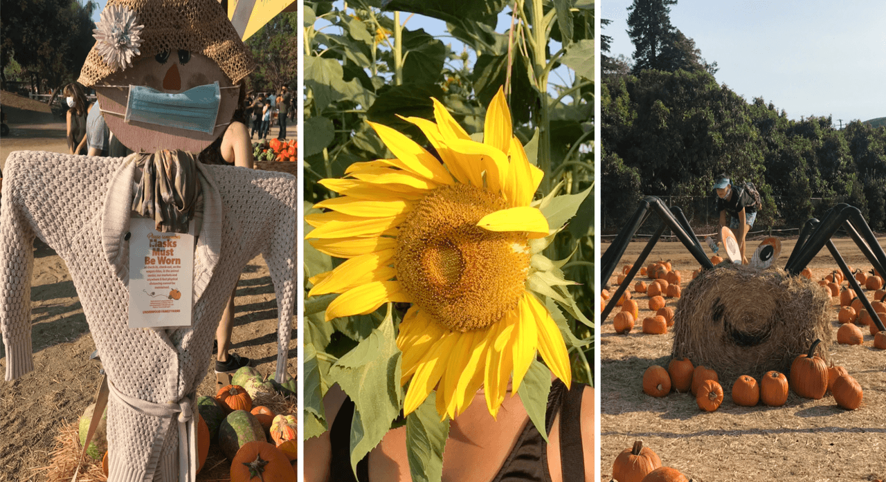 <b><a href="https://www.underwoodfamilyfarms.com/" target="_blank">Underwood Family Farms</a></b>
<a href="https://www.underwoodfamilyfarms.com/" target="_blank"> </a>
<br>Desde el 25 de septiembre y hasta el 31 de octubre, celebra el Fall Harvest en su edición 41. La granja en el condado de Ventura promete mantener la tradición de recolección de calabazas en el otoño, con modificaciones y ciertas restricciones impuestas por el coronavirus.
<br>Dirección: 3370 Sunset Valley Road, Moorpark