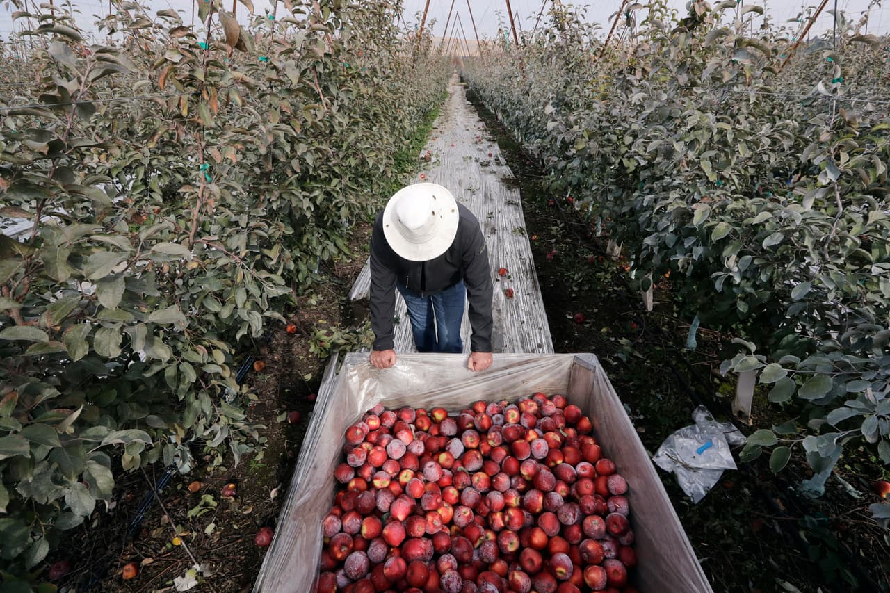 Las manzanas son un negocio de 2,500 millones de dólares al año en Washington, un estado en donde se cultiva alrededor del 60% del suministro de toda la nación, el equivalente a casi 140 millones de cajas. Las variedades principales son Gala (23%) Red Delicious (20%) y Fuji (13%). Se cultivan en los valles áridos y las laderas del centro de Washington, a pocas horas al este de Seattle, y son regadas por proyectos de irrigación.