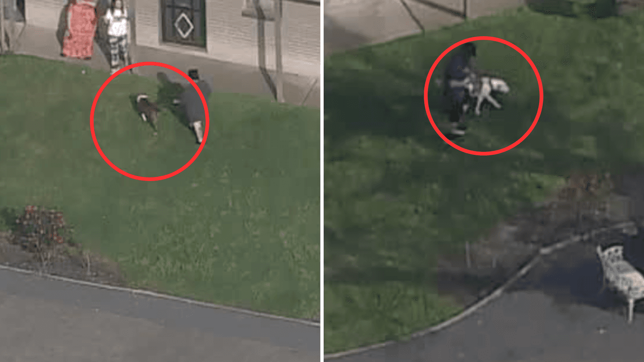 Bebé de 6 meses muere tras ser atacada por perros pitbull en apartamento del área de Houston