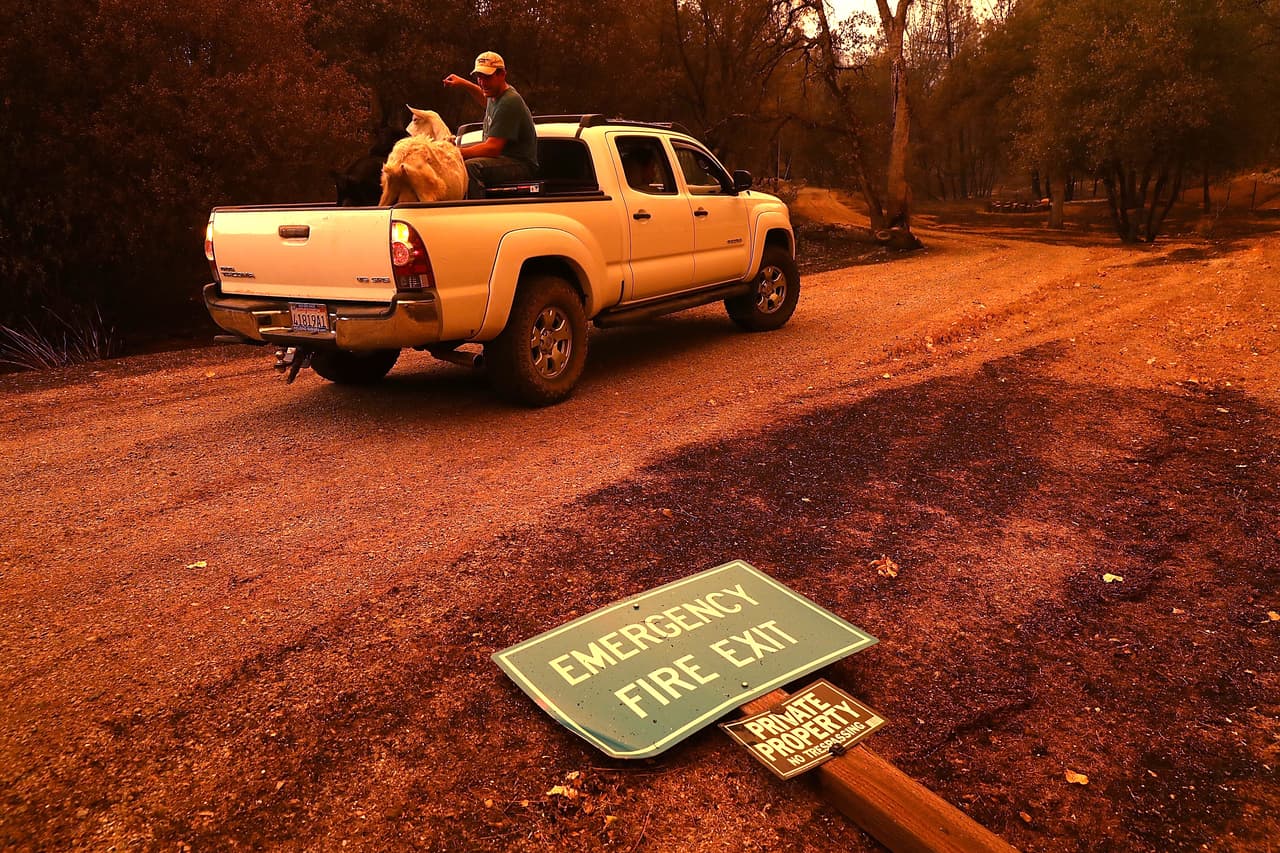 Mark Peterson se sienta en la parte trasera de una camioneta con cabras que salvó de su casa, destruida por el incendio Carr.