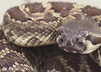 Nunca está de más: 
<a href="https://www.univision.com/local/arizona-ktvw/evita-ser-atacado-por-una-serpiente-de-cascabel-con-estas-recomendaciones-video-1">para no ser atacado por una serpiente de cascabel</a>, te damos estos consejos.