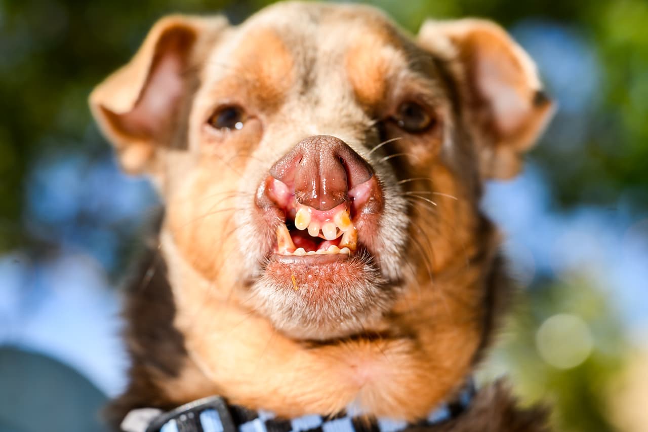 Otto, un perro mestizo de chihuahua, se prepara para competir en el concurso del perro más feo del mundo.