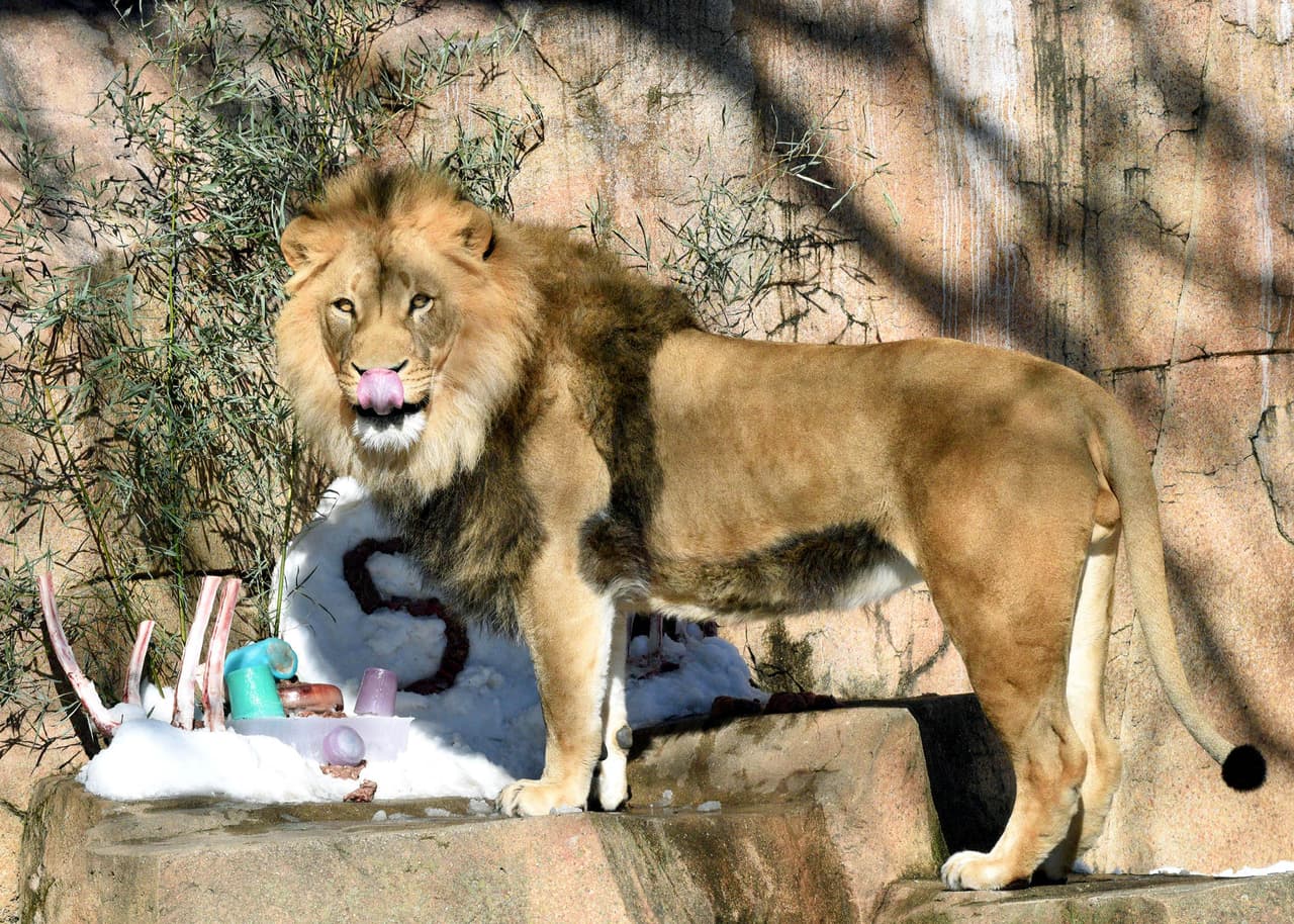 Además de estas nuevas incorporaciones los visitantes podrán ver a Brutus y Titus, dos leones africanos que cumplen 5 años. 
<br>