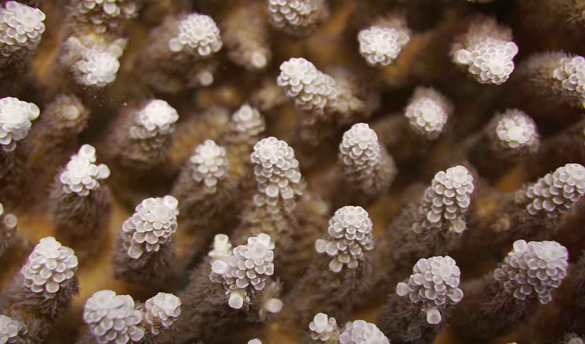 Los corales en la Pagan Island parecen haberse resguardado mucho mejor que otras áreas más afectadas por el reciente acontecimiento mundial de blanqueamiento de corales. Aquí está un primer plano de un coral de Acropora (típicamente más susceptible a los acontecimientos del blanqueo), al que parece estarle yendo muy bien, opinan los científicos de NOAA.