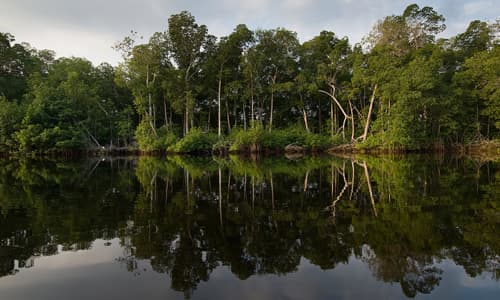 <b>13.- Reserva de la Biosfera la Encrucijada</b>
<br>
<b>Chiapas</b>
<br>
<b> </b>
<br>En mayo de 1972 este territorio se estableció como Área Natural y Típica del Estado de Chiapas, con una superficie de 144,868 hectáreas. Está localizada en municipios como Villa Comaltitlán, Huixtla, Mazatán, Pijijiapan, Mapastepec y Acapetahua.
<br>
<br>El incendio forestal reportado, se encuentra en Pijijiapan y ha afectado aproximadamente 630 hectáreas, que corresponden a bosque mesófilo, selva alta y baja de pino y encino.