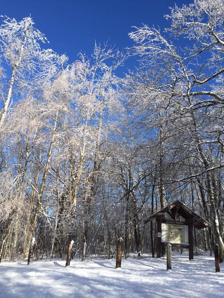 <b>Springer Mountain</b>. Springer Mountain tiene unas vistas increíbles de la cumbre una vez que llegas a la cima. La caminata más popular, por supuesto, es la de los Apalaches, pero en realidad, si eliges cualquiera de los senderos para recorrer, no te sentirás decepcionado. Especialmente después de la nieve recién caída.
<br>
<br>
<b><a href="https://goo.gl/maps/vq12oR4H2GBh7Lhh9">Cómo llegar</a></b>