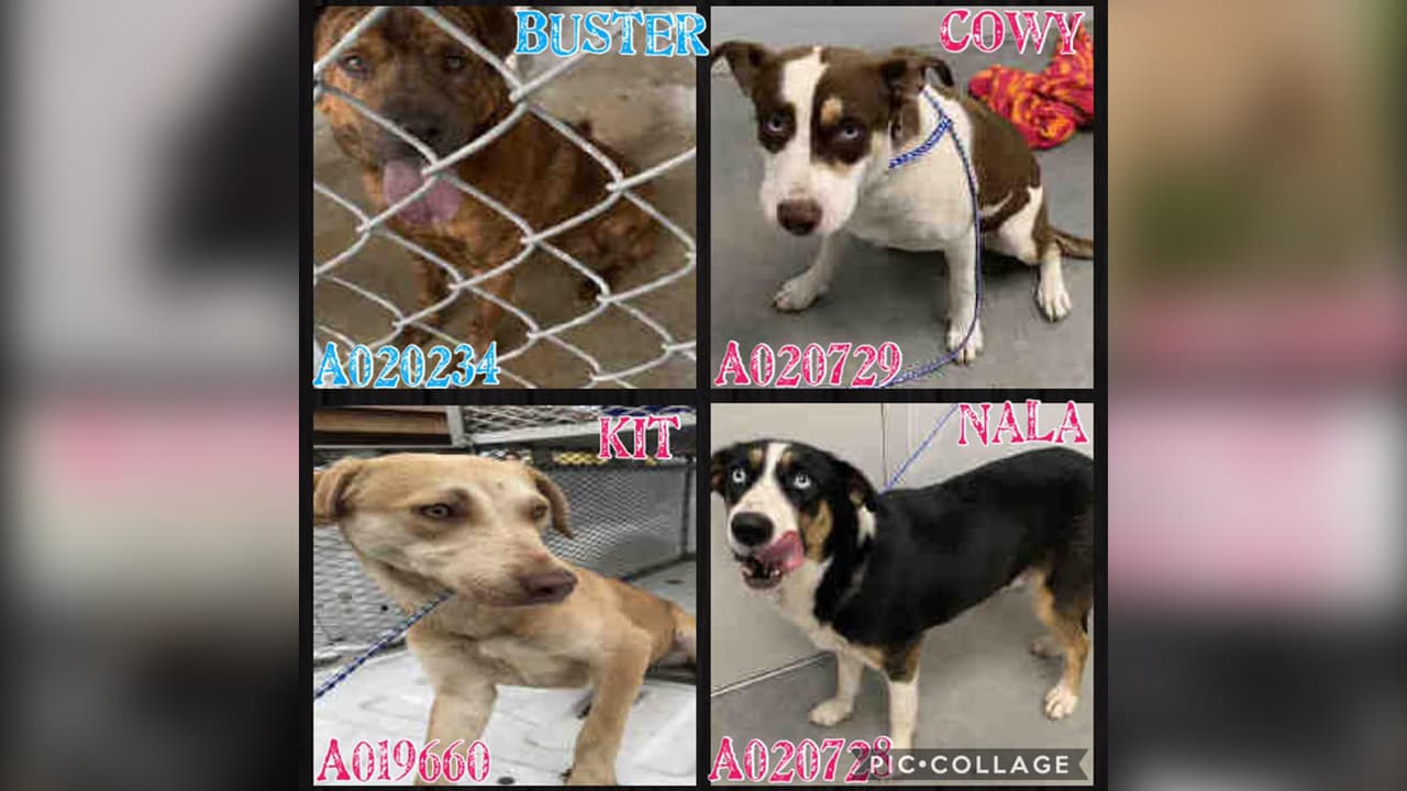 Adoptar un animal es una experiencia gratificante tanto para usted como para su nueva mascota. Millones de animales se quedan sin hogar cada año.