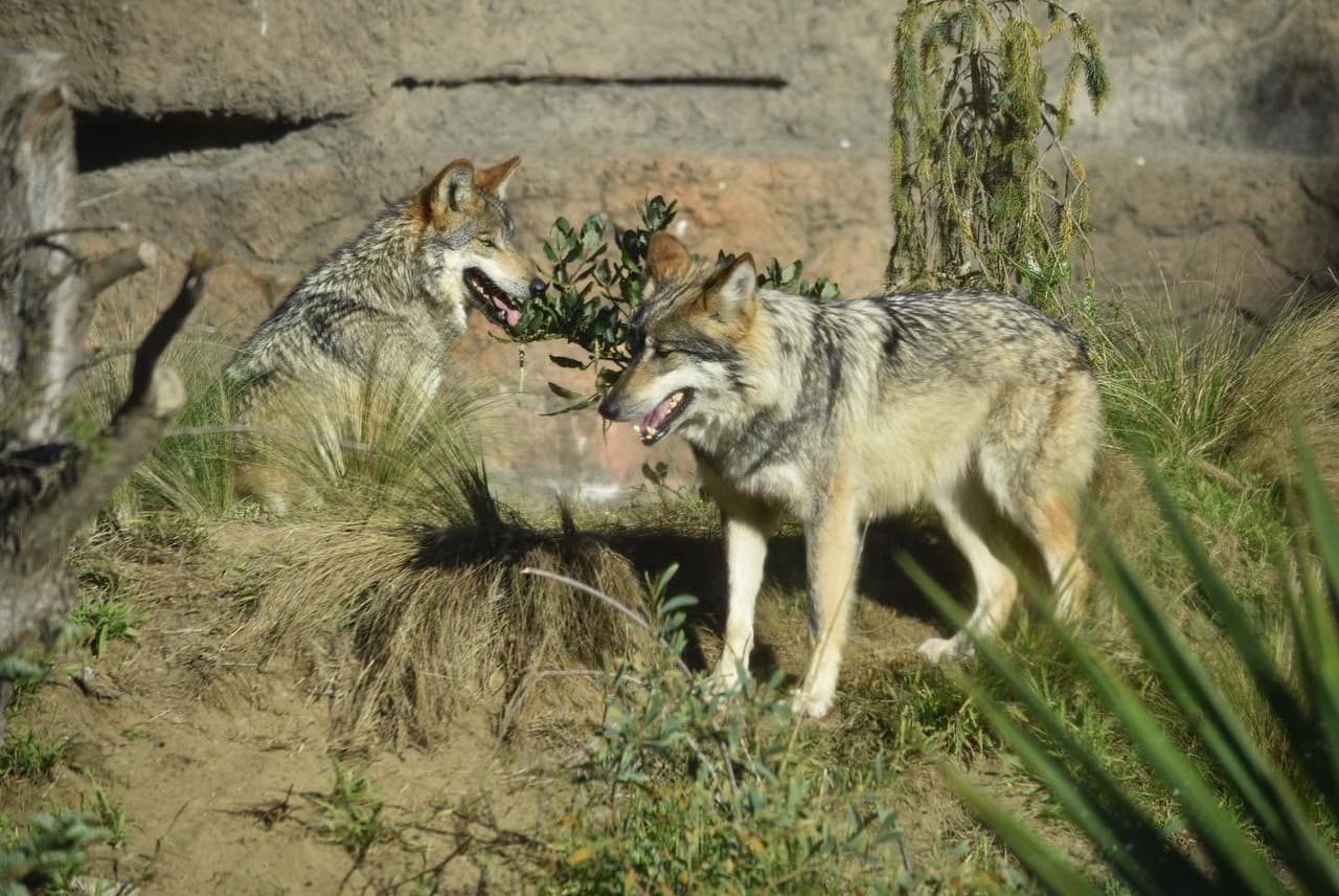 Cuatro hembras de 
<a href="https://www.univision.com/temas/lobos">lobo</a> gris mexicano, que son hermanas, llegaron al 
<a href="https://www.univision.com/temas/zoologicos">zoológico</a> de 
<a href="https://www.univision.com/temas/san-francisco">San Francisco</a>.
<br>