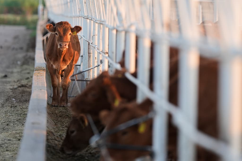 Unos terneros permanecen en corrales antes de una inspección para su exportación a Estados Unidos, en una asociación regional de ganaderos de Hermosillo, México. (Foto AP/Fernando Llano)