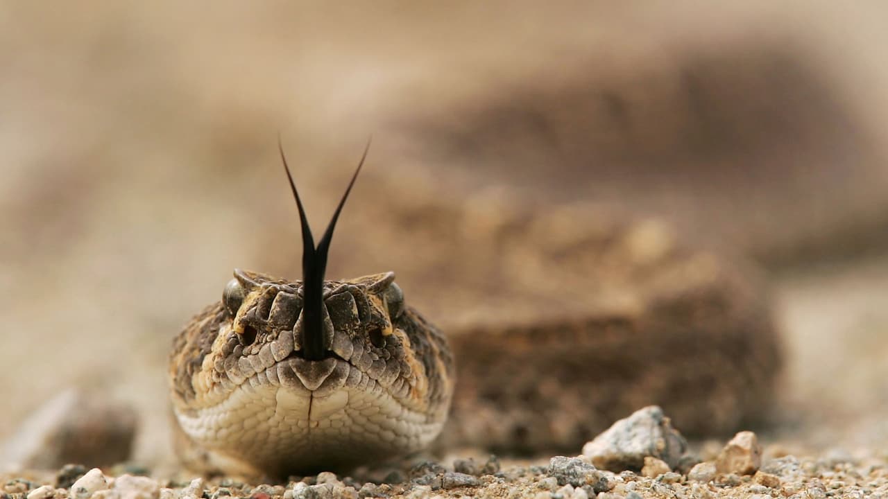 Adulta mayor fue enviada al hospital por la mordedura de una serpiente en Green Valley 