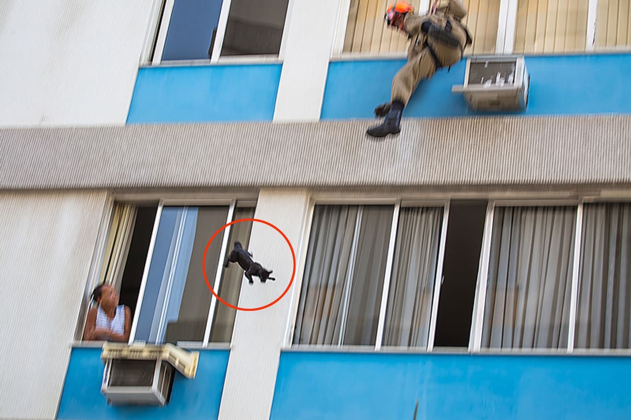 El minino se sostuvo tanto como tuvo, ¡hasta que finalmente cayó!