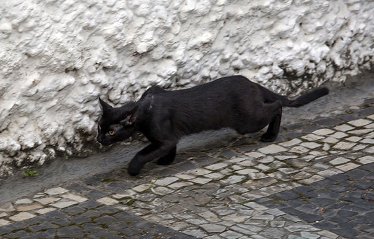 ¡Bravo por el rescate 'purrrfecto'!