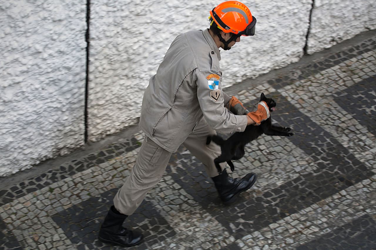 Bomberos en el piso sostuvieron una manta que capturó a la gatita justo en la caída. ¡Y finalmente se alejó sin dar las gracias!