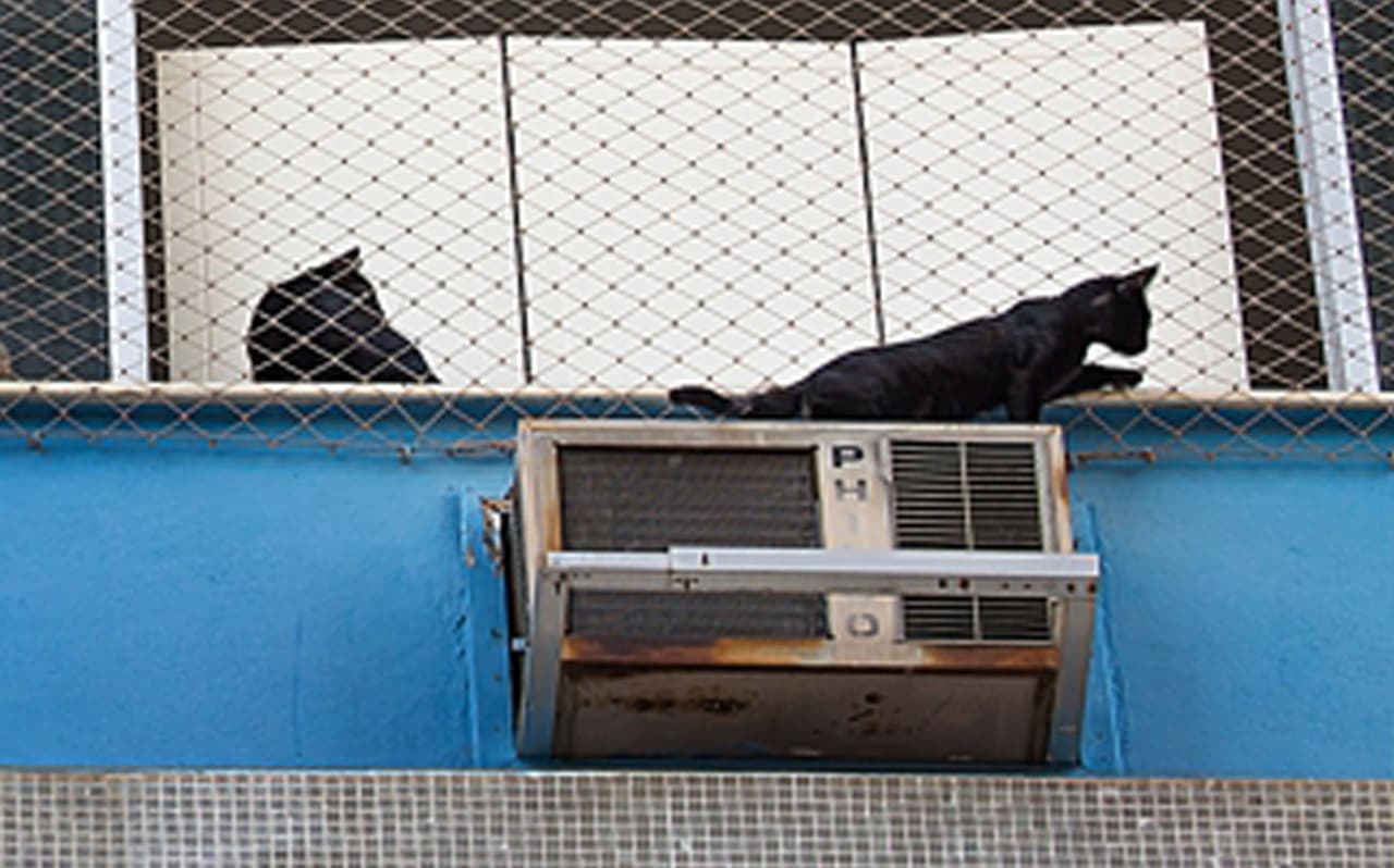 Los vecinos lo escuchaban maullar de miedo y desesperación.