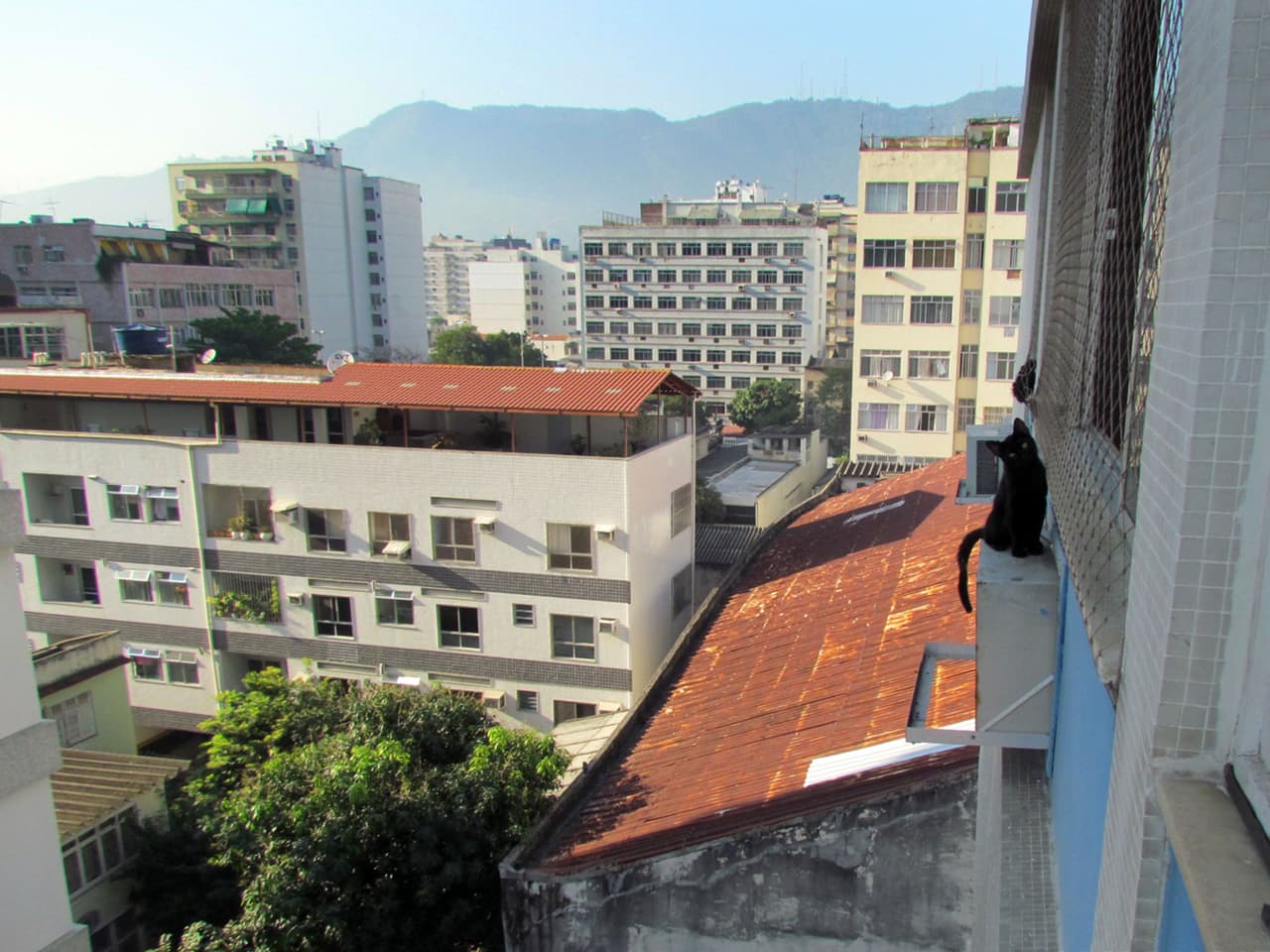 “¡Miau, miau, miau!”, lloraba para obtener auxilio.